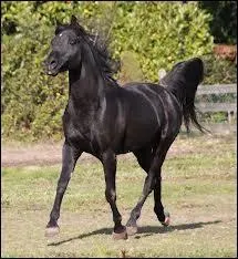 Quelle est cette race ?