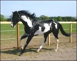 Quelle est cette race ?