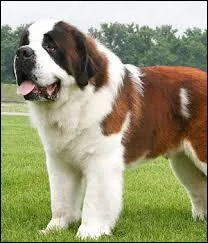 Quelle est cette race ?