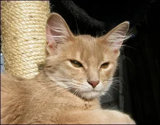 Quelle est la couleur de la robe ?