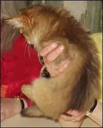 Quelle est la couleur de la robe ?