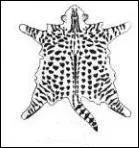 Quel est le patron de la robe ?