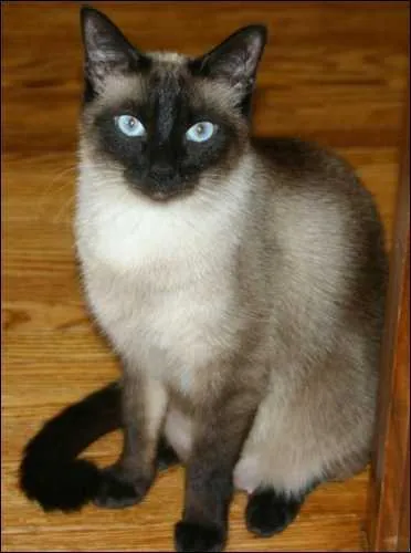 Quelle est cette robe ?