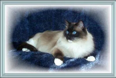 Quelle est cette robe ?