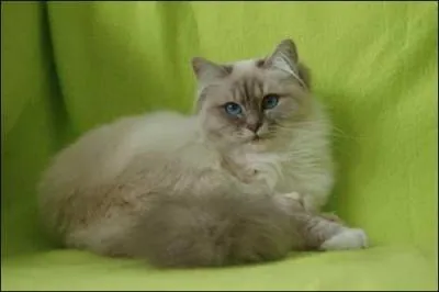 Quelle est cette robe ?