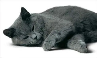 Quelle est la couleur de la robe ?