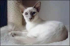 Quelle est la couleur de la robe ?