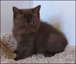 Quelle est la couleur de la robe ?