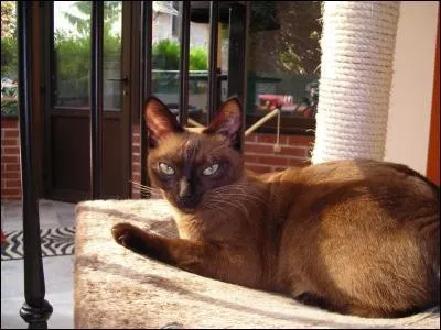 Quelle est la couleur de la robe ?