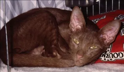 Quelle est la couleur de la robe ?