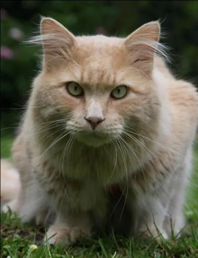 Quelle est la couleur de la robe ?