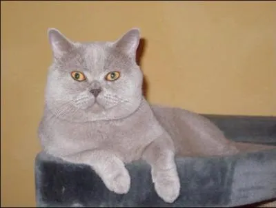 Quelle est la couleur de la robe ?