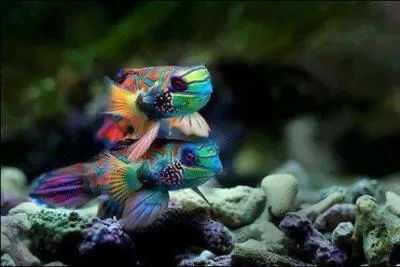 Quel est le nom de ce poisson ?