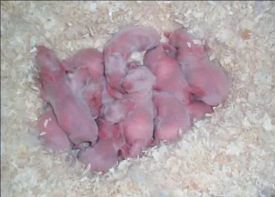 Jour 15 : mammifère terrestre herbivore dont les petits naissent nus et aveugles.