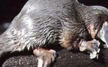Quiz Animaux bizarres