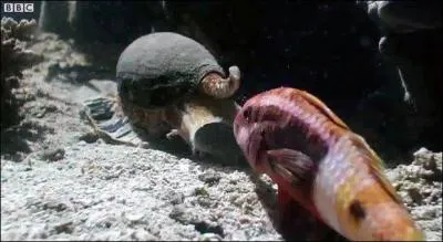 Ce très beau coquillage fait partie de la grande famille des cones, ces coquillages marins, fort heureusement ils sont végétariens et ne sont pas venimeux !