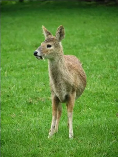 On appelle ce petit cervidé "hydropote", ou cerf d'eau vampire, pour une raison évidente, il est le seul cervidé à posséder des canines, mais attention, ce n'est pas tout, elles sont enduites d'un venin très puissant, apparenté au curare !