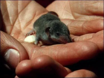 La grande musaraigne d'Amérique est un petit animal qui doit se nourrir continuellement sous peine de mourir de faim, son venin peut tuer 200 souris !