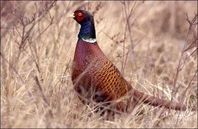 Le faisan de Colchide est l'un des très rares oiseaux à posséder un plumage empoisonné !