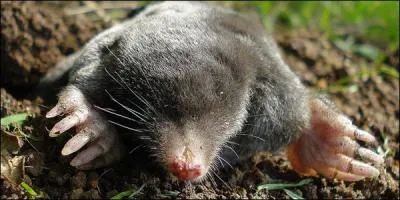 Je suis sûr que vous ne l'ignorez pas, notre bonne vieille taupe d'Europe est venimeuse !