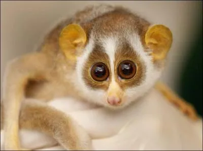 Il est mignon ce petit loris, non ? Et bien croyez-moi ou pas, il est vénéneux et secrète un venin très puissant !