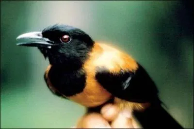 Ce bel oiseau s'appelle le pitohui bicolore, il est magnifique hein ? Seulement voilà, il est vénéneux et est enduit de poison !