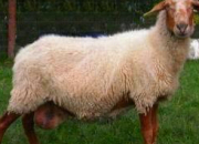 Quiz Races de moutons