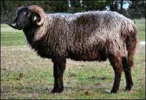 De quelle race est ce mouton ?