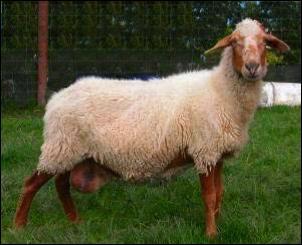 De quelle race est ce mouton ?