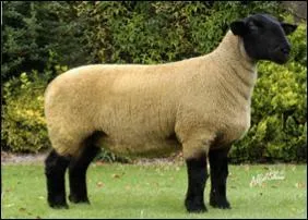 De quelle race est ce mouton ?