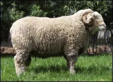 De quelle race est ce mouton ?