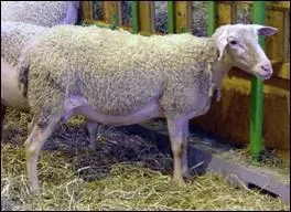 De quelle race est ce mouton ?