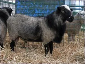 De quelle race est ce mouton ?
