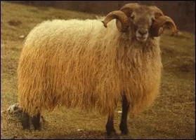 De quelle race est ce mouton ?