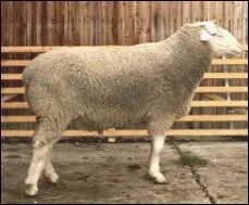 De quelle race est ce mouton ?