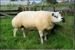 De quelle race est ce mouton ?