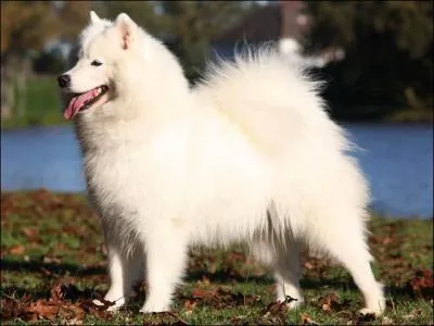 Sur la photo, quelle est la race du chien ?