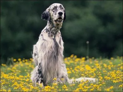 Quelle est cette race de chien ?