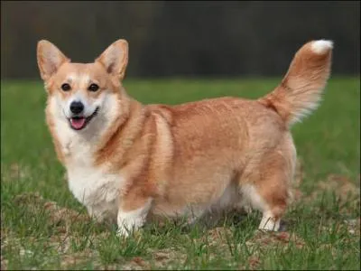 Pour la dernière question, quelle est cette race de chien ?