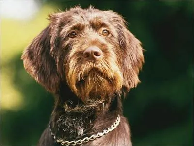 Quelle est cette race de chien ?