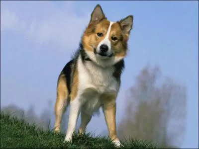 Quelle est cette race de chien ?