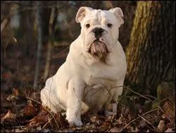 Quelle est cette race de chien ?