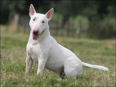 Quelle est cette race de chien ?
