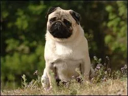 Quelle est cette race de chien ?