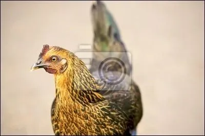 Où puis-je habiter ?