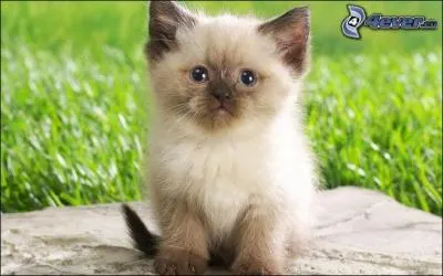 A quoi suis-je utile ?