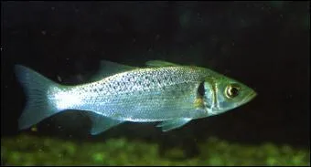 De quel lieu suis-je synonyme ?