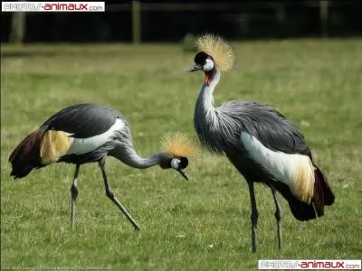 A quoi puis-je être utile ?