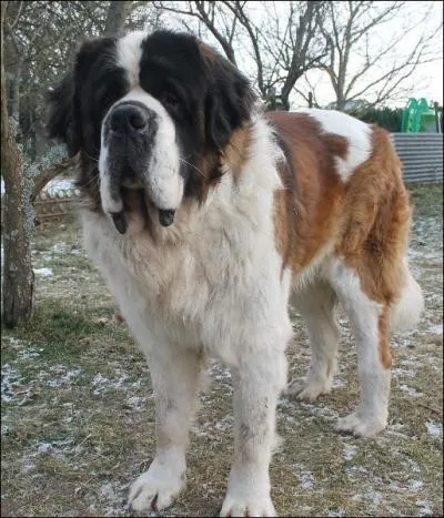 Grand ou petit, que suis-je ?