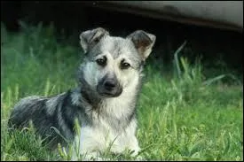 Que suis-je encore ?